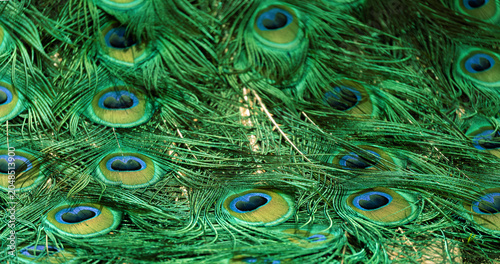 Tableau sur toile Peacock feather pattern, bright green - blue bird tail texture