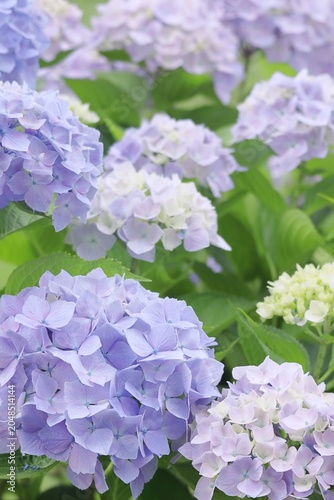 梅雨の水色の紫陽花の花のアップ 縦