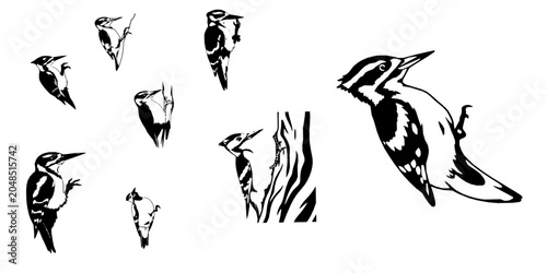 Fotografie Woodpecker Icon