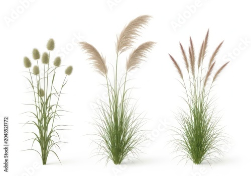 Three decorative pampas grass plants set isolated on white background