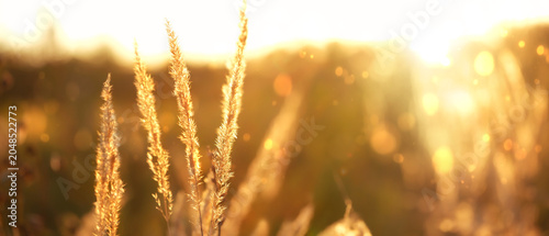 Beautiful abstract bright sunny landscape with dry meadow fluffy grass of sunset. Golden nature background of summer end or autumn season. Peaceful, relax, harmony, meditation atmosphere. banner