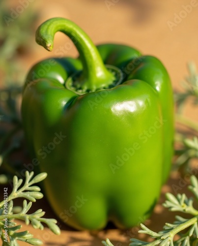 green and yellow peppers