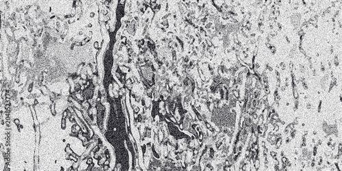 Schilderij op canvas Intricate monochrome abstract texture with organic, flowing lines and cellular-l