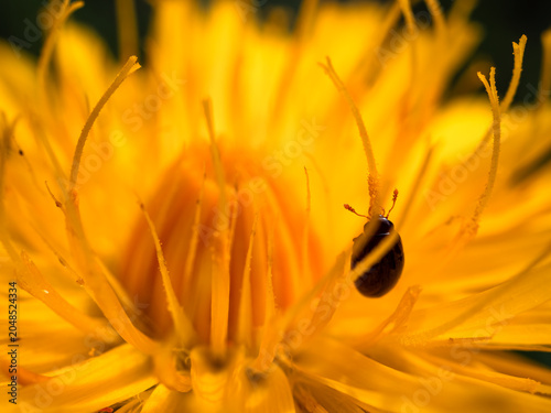 Tiny Bug on flower