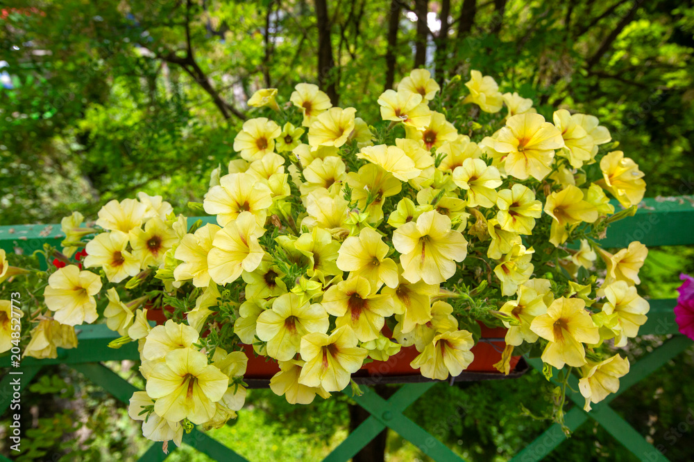 Fototapeta premium Beautiful yellow petunia flowers blooming in a pot on a green fence, Jajce - Bosnia and Herzegovina
