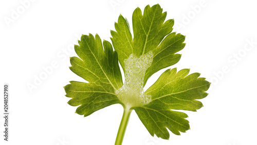 Tableau sur toile Isolated fresh vibrant green parsley leaf with sparkling water droplets, healthy