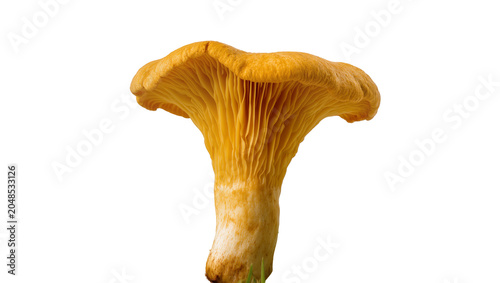 Foto Isolated gourmet chanterelle mushroom, delicious edible wild fungi, natural ingr