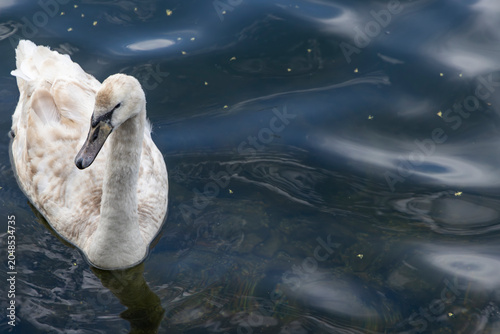 Canvas Print Young mute swan cygnet swimming on dark rippled lake water with reflections