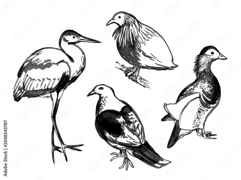 Fototapeta premium Hand drawn ink bird. Sketch bird, black lines. Black and white bird illustration. Bird sketch use as print, postcard, illustration, poster, element design, textile, label, sticker.