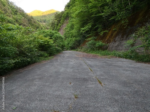 Foto Narrow road winds through lush green forest