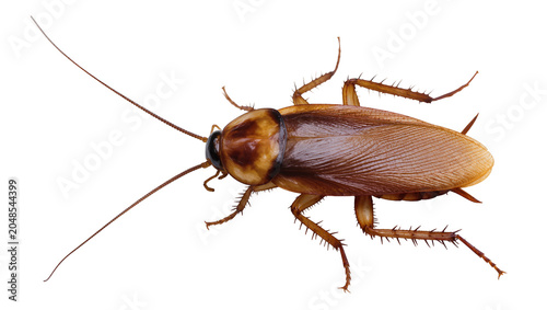 Vászonkép Isolated detailed studio shot of a brown common house cockroach, an insect pest