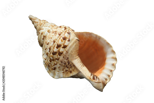 Fotografie Charonia tritonis seashell isolated on Transparent background