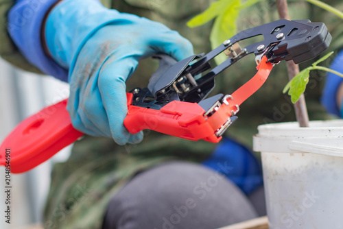 Close-up of a gloved hand holding a garden tapener (tying tool) with red tape before securing plants in a greenhouse.