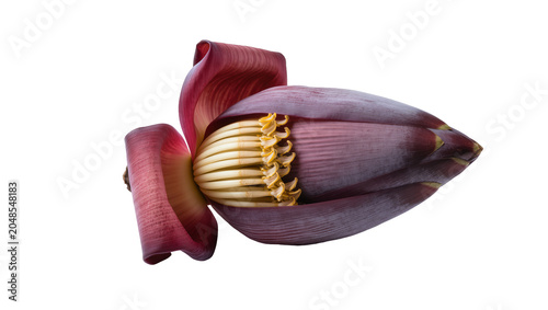 Quadro su tela Isolated fresh banana blossom with reddish-purple bracts and yellow florets, tro