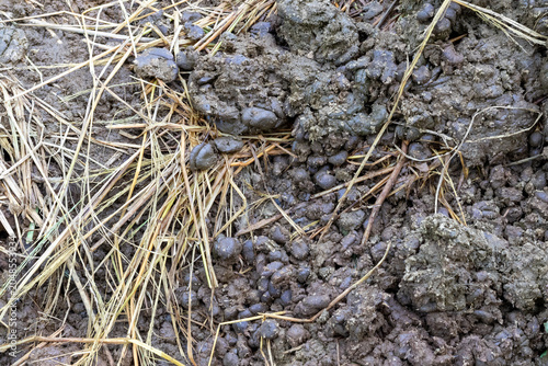 Canvas Print Closeup of animal manure mixed with straw on a farm ground