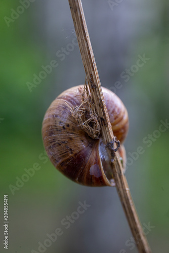 Konstfotografi Macro shot of brown snail shell sleeping on dry grass stem outdoor