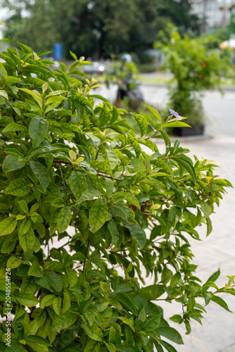 Lush green foliage with vibrant leaves showcasing nature's beauty.