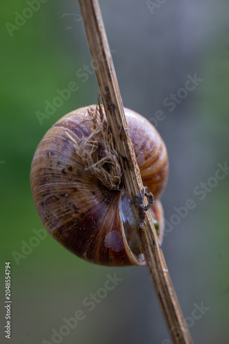 Canvastavla A detailed macro photography of a garden snail attached to a dry branch against