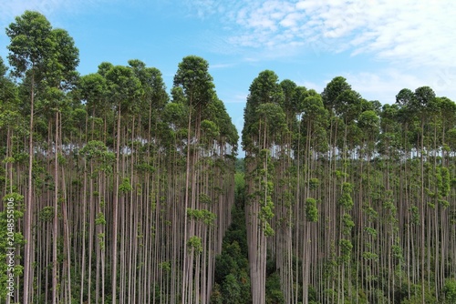 Drone view of eucalyptus trees in an industrial plantation forest. Symmetrical rows, lush green canopy, sustainable timber production, environmental conservation, and forestry management.
