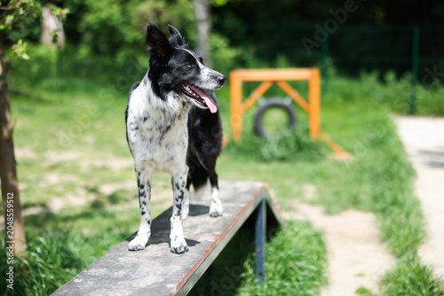 Obraz na płótnie Cute Border Collie on dog walk at training ground. Space for text