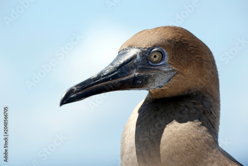 Photography Close-up of a Brown Booby (Sula leucogaster)