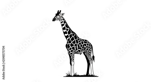 giraffe vector illustration