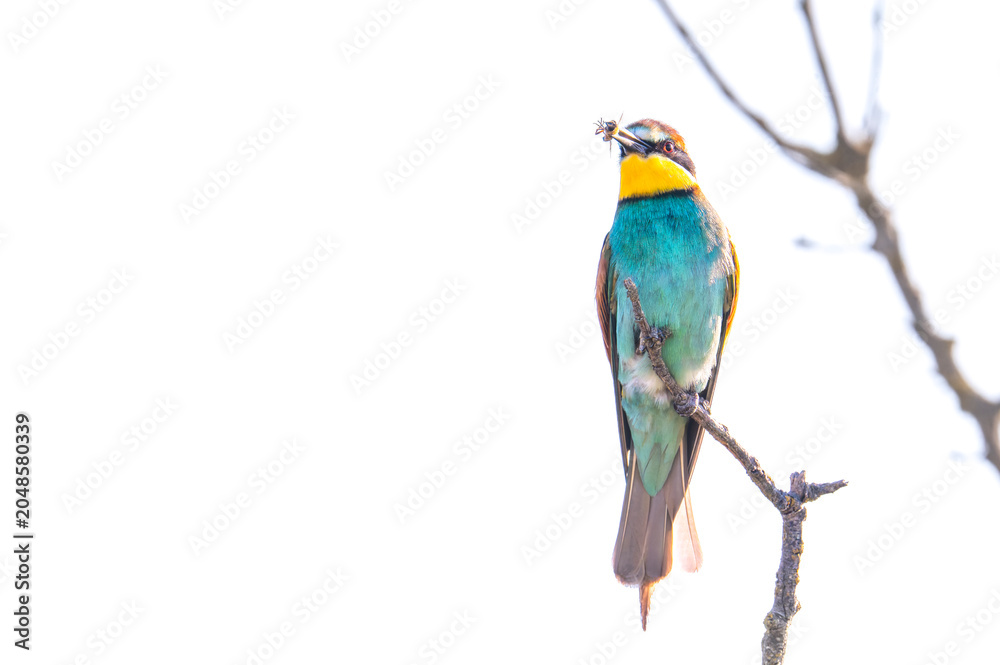 Fototapeta premium European bee-eater perched on a bare wooden branch against a soft, blurry blue background.