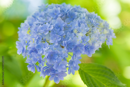 hydrangea