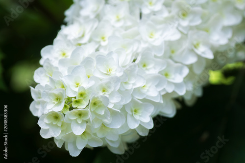 hydrangea quercifolia