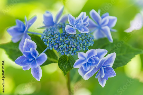hydrangea