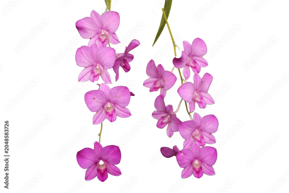 Obraz premium Exotic purple orchid flower blooming gracefully, symbolizing beauty, elegance isolated on Transparent background
