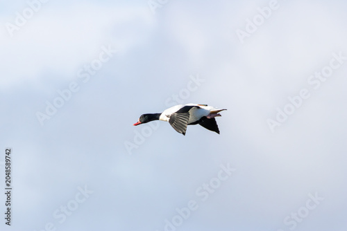 Photography Common Shelduck in Flight