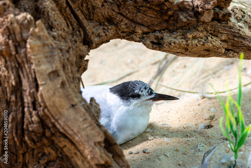 Photography Tern Resting on the Beach, Bull Island