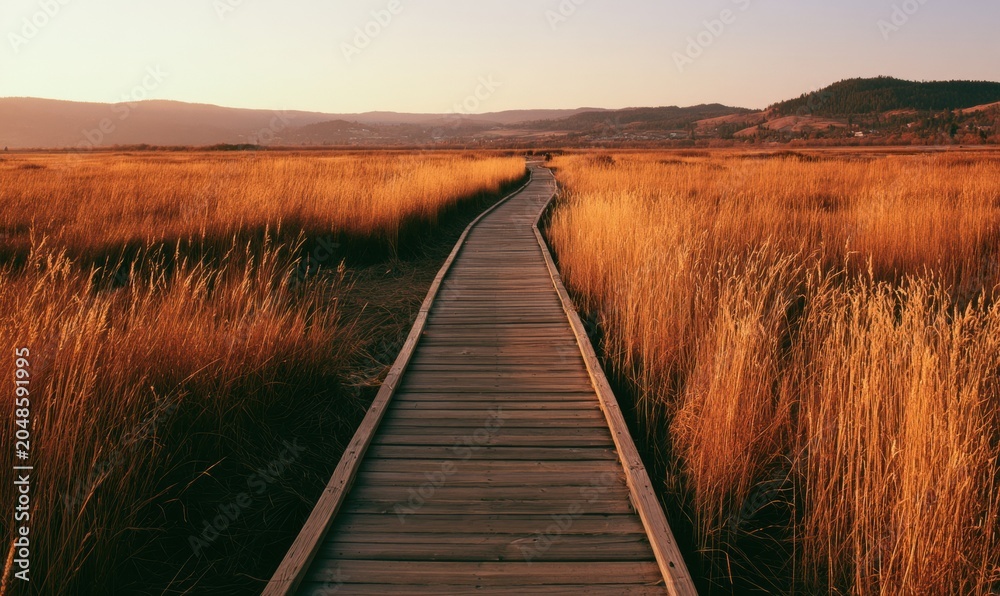 Obraz premium Sunny path through golden reeds at dusk