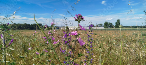 Flores silvestres violetas en un campo abierto