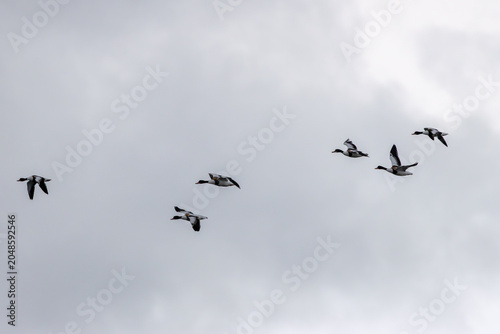Photography Flock of Common Shelducks in Flight