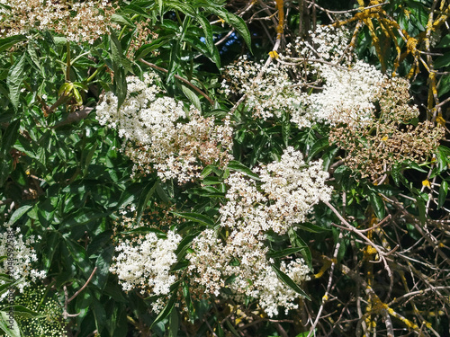 Flores de saúco blancas en rama con follaje verde