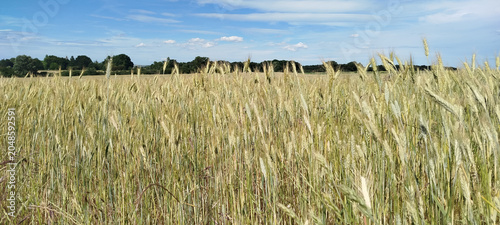 Campo de cereales bajo un cielo azul