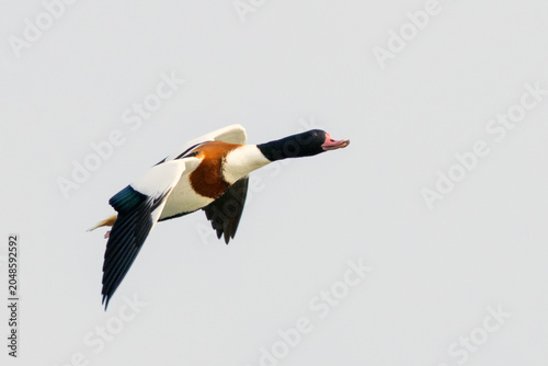 Canvas Print Common Shelduck Calling in Flight