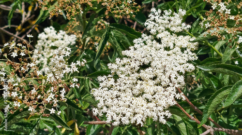 Flores blancas pequeñas de saúco en arbusto