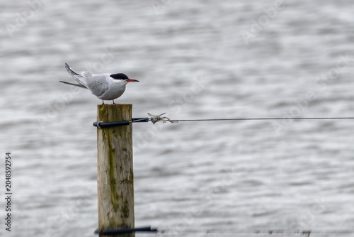 Canvas Print Common Tern Perched on a Post