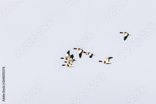 Photography Common Shelducks in Flight