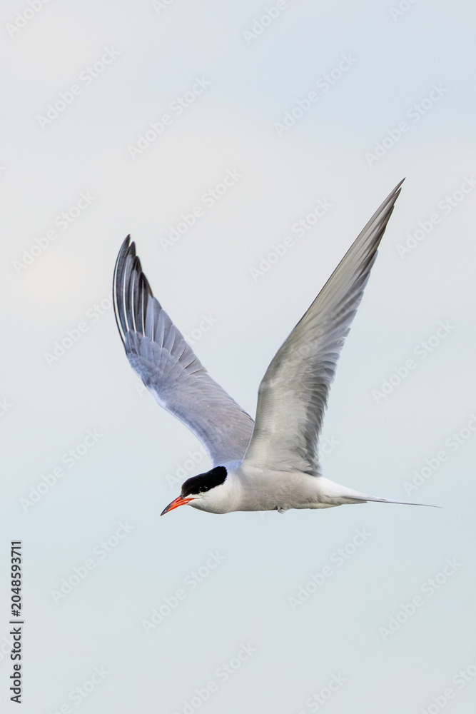 Fototapeta premium Common Tern in Flight