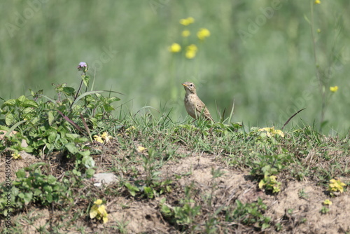 Foto The paddyfield pipit or Oriental pipit (Anthus rufulus waitei ) is a small passerine bird in the pipit and wagtail family