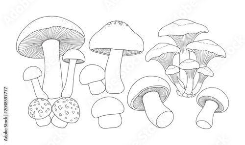 Canvastavla Collection of various hand drawn mushrooms with gills and caps fungi nature orga