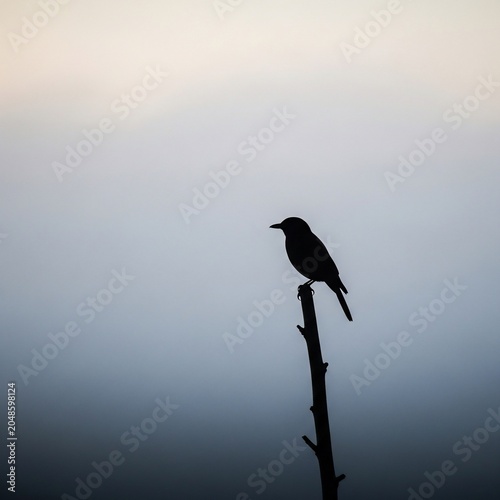 Whispers of Dawn, a Solitary Sentinel's Song.