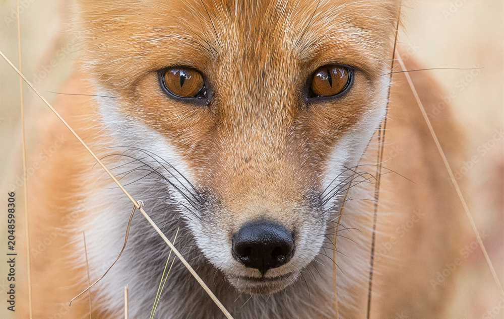 Naklejka premium Fox in the Grass