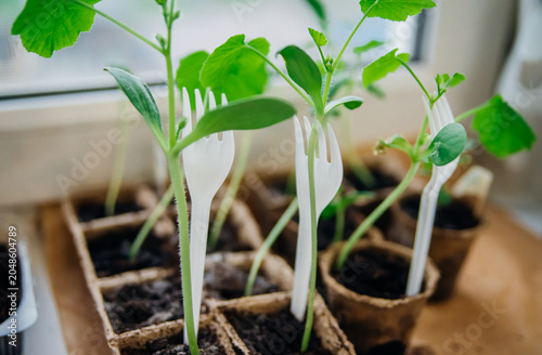 Seedlings of cucumbers in pots. Gardening in the spring season.