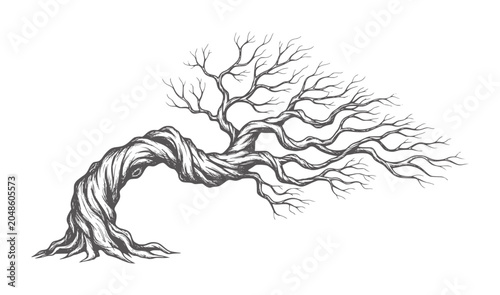 Tableau sur toile Gnarled bare tree trunk twisting with branches reaching outwards
