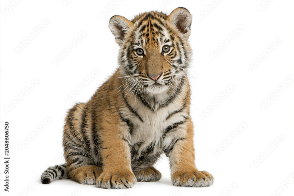 Obraz premium Baby Tiger Cub Portrait isolated on white background